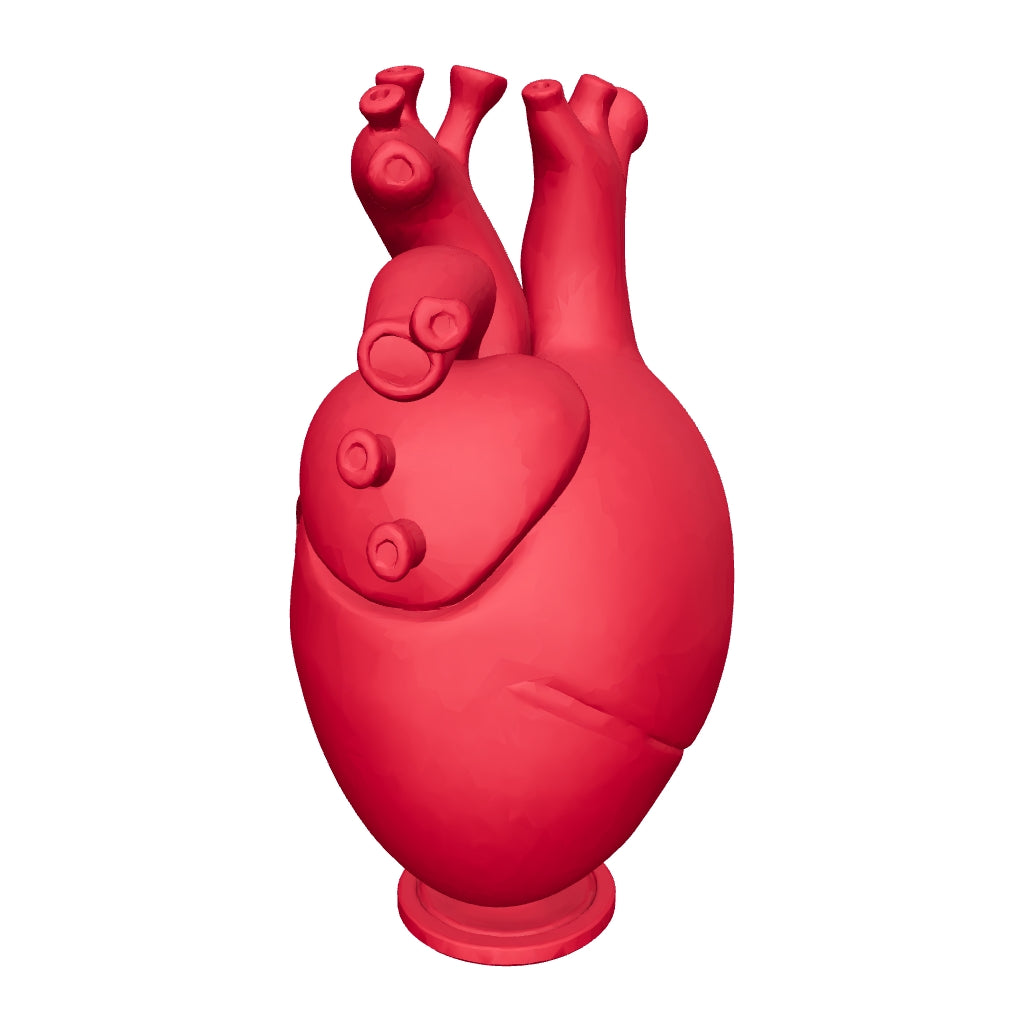 3D printed anatomical heart vase — 3D model, actual size (view in AR)